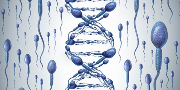 Sperm DNA Hasar Tespiti