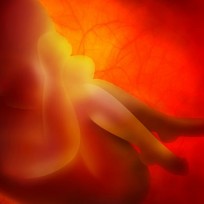 tup-bebekte-embriyo-transferi-43.jpg